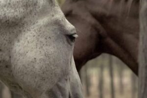 Film “Na kraju puta” rediteljke Ivane Todorović nagrađen na festivalu u Urugvaju