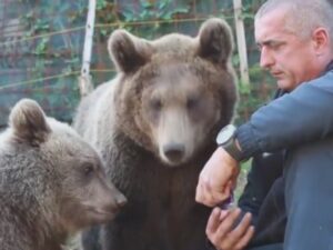 Medvjedice Maša i Ljubica ne prestaju da plijene pažnju na Ozrenu (VIDEO)