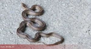 Vatrogasci pola sata izvlačili zmiju iz kuće