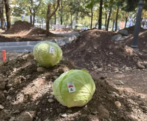 Umjesto Ćiriličnog parka kupus