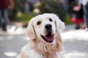 BANJALUČKI VETERINAR UPOZORIO: Tri psa otrovana na Banj brdu?