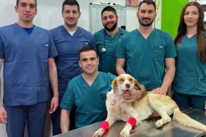 Veterinarski tim dr Lukača spasio život brutalno ranjenom psu Umutu, Herkul mu dao krv