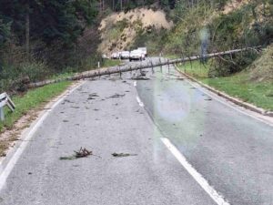Jak vjetar srušio nekoliko stabala na putu Banjaluka-Čađavica (FOTO)
